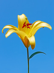 Image showing Big yellow lily flower