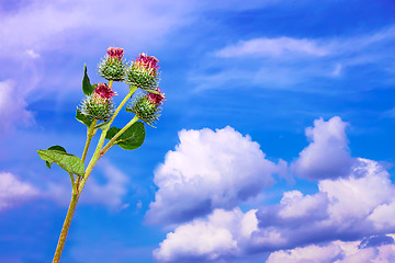 Image showing Burdock inflorescences against sky