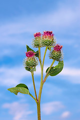 Image showing Inflorescences of burdock