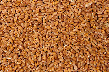 Image showing Pattern of grain feed of a wheat