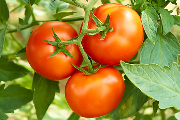 Image showing Bunch with three red tomatoes
