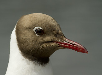 Image showing Black-headed Gull