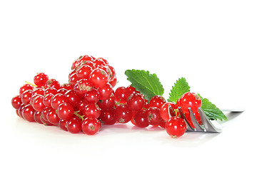 Image showing red Currants