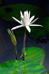 Image showing Waterlilly and Bud
