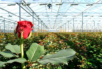 Image showing red roses in greenhouse