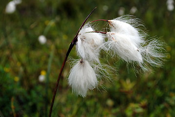 Image showing At the marsh