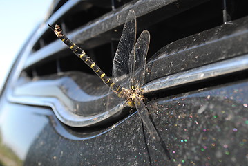 Image showing Dragonfly vs. car