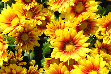 Image showing Yellow flowers