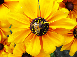 Image showing Honey Bee On Yellow Flower