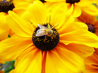 Image showing Honey Bee On Yellow Flower