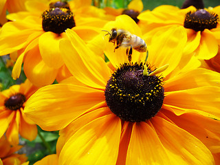 Image showing Honey Bee On Yellow Flower