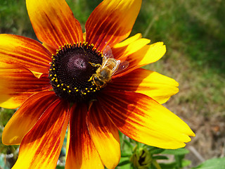 Image showing Honey Bee On Yellow Flower