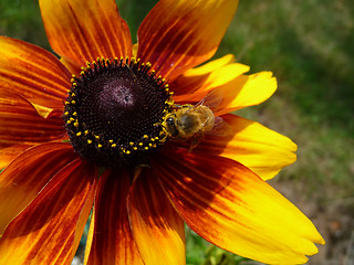 Image showing Honey Bee On Yellow Flower