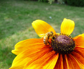 Image showing Honey Bee On Yellow Flower