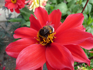 Image showing Red Flower With Bee