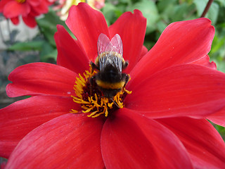 Image showing Red Flower With Bee
