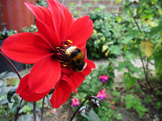 Image showing Red Flower With Bee