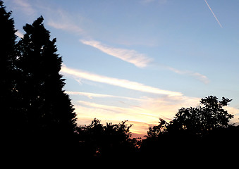 Image showing Tree Silhouette