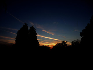 Image showing Tree Silhouette