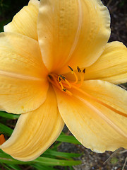 Image showing Yellow Flower 