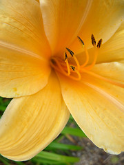 Image showing Yellow Flower 