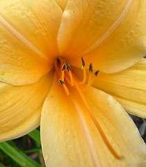 Image showing Yellow Flower 