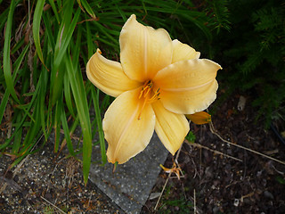 Image showing Yellow Flower 