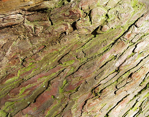 Image showing Bark Texture