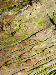 Image showing Bark Texture