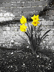Image showing Daffodils 