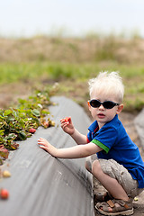 Image showing toddler picking strawberries