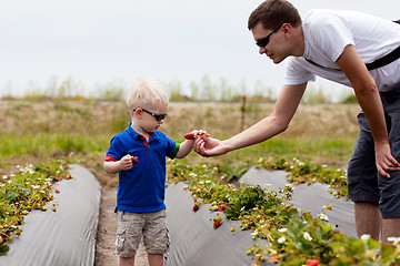 Image showing father and son picking strawberries