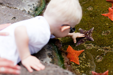 Image showing toddler touching starfish