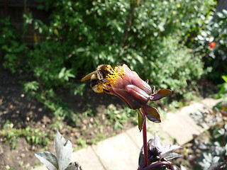 Image showing Bee On Flower Bud