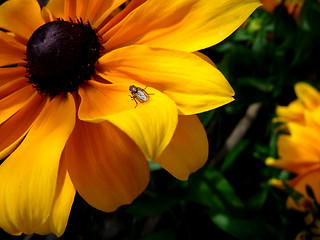 Image showing Insect On Rudbeckia Flower