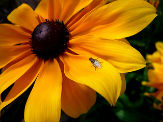 Image showing Insect On Rudbeckia Flower