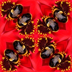 Image showing Seamless Pattern Of A Bee On A Flower