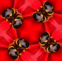 Image showing Seamless Pattern Of A Bee On A Flower