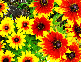 Image showing Yellow And Red Flowers 