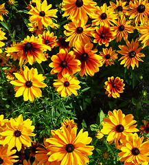 Image showing Yellow And Red Flowers 