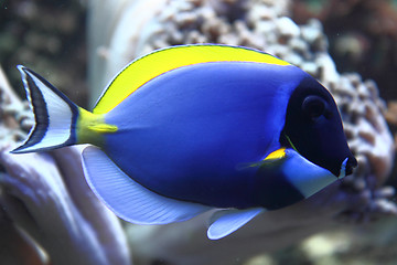 Image showing blue fish