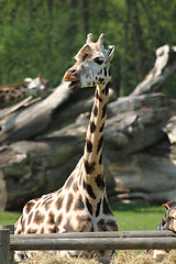 Image showing giraffe