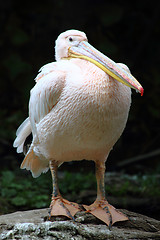 Image showing pelican 