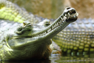 Image showing detail of alligator head