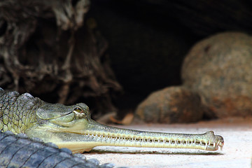 Image showing detail of alligator head