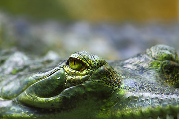 Image showing detail of alligator head