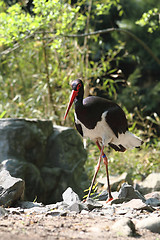 Image showing black stork 