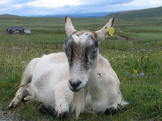 Image showing Goat