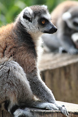 Image showing lemur monkey 