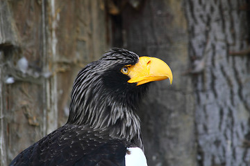 Image showing eagle head